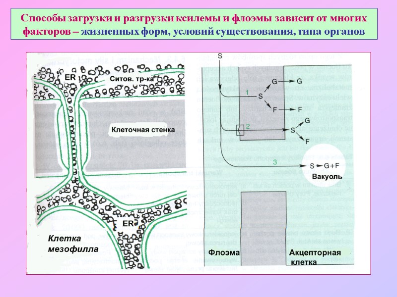 Способы загрузки и разгрузки ксилемы и флоэмы зависит от многих  факторов – жизненных